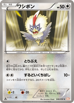 Japanese Rufflet (ワシボン)