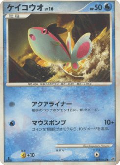Japanese Finneon (ケイコウオ)