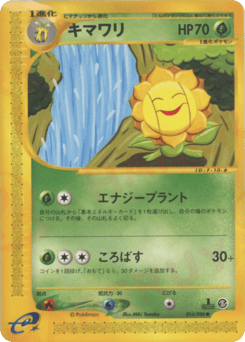 Japanese Sunflora (キマワリ)