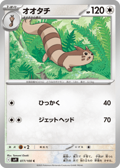 Japanese Sentret (オオタチ)