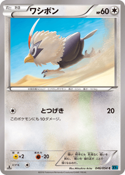 Japanese Rufflet (ワシボン)